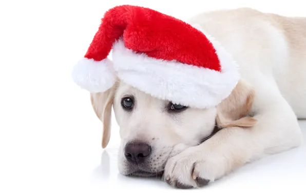Картинка собака, Новый Год, Рождество, лабрадор, Christmas, dog, колпак, 2018