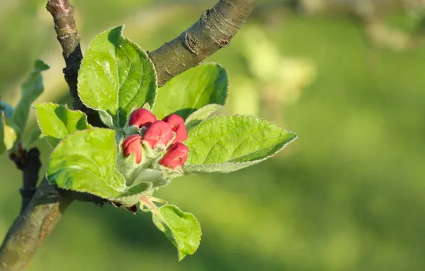 Spring, twig, flower bud