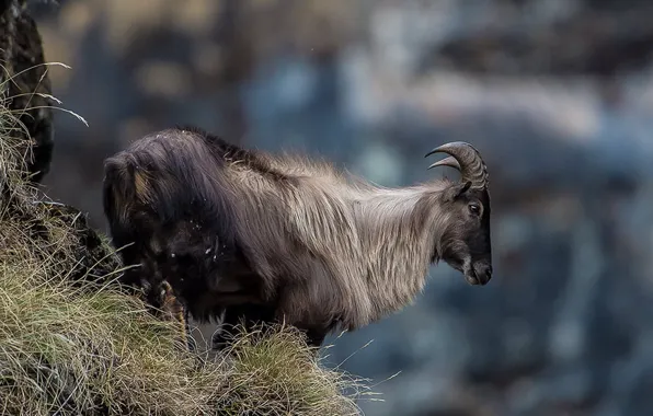 Картинка Himalayan Tahr, gray mountain goat standing on grass, tahr
