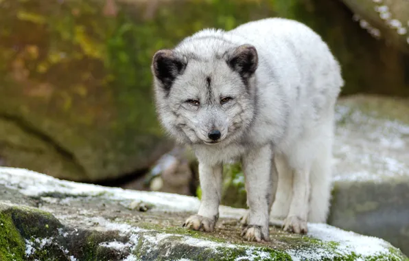 Картинка взгляд, природа, камни, серый, песец