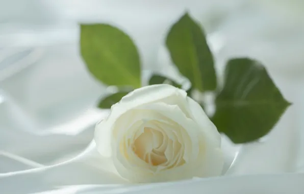 Белый, цветок, макро, нежность, роза, размытие, лепестки, ткань