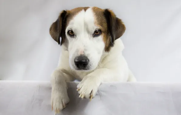 Взгляд, собака, лапы, мордочка, dog, looking