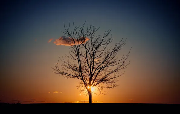 Картинка небо, солнце, дерево, вечер