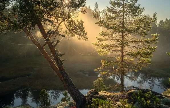 Картинка деревья, пейзаж, природа, камни, паутина, утро, Ладожское озеро, Карелия