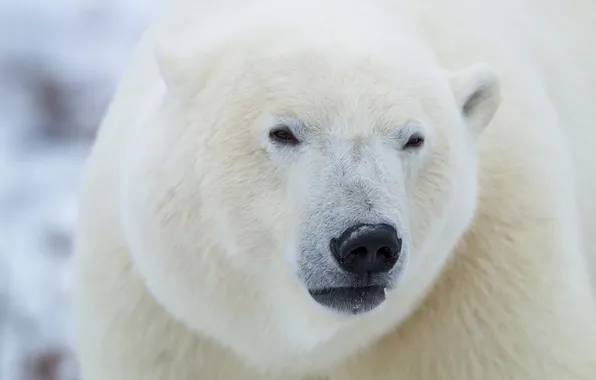 Картинка морда, белый медведь, полярный