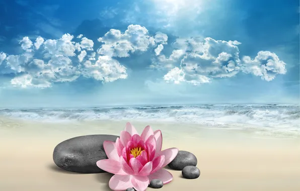 Картинка море, цветок, небо, природа, камни, лотос, Lotus, flower