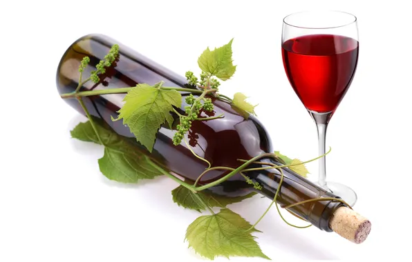 Листья, вино, красное, бокал, бутылка, лоза
