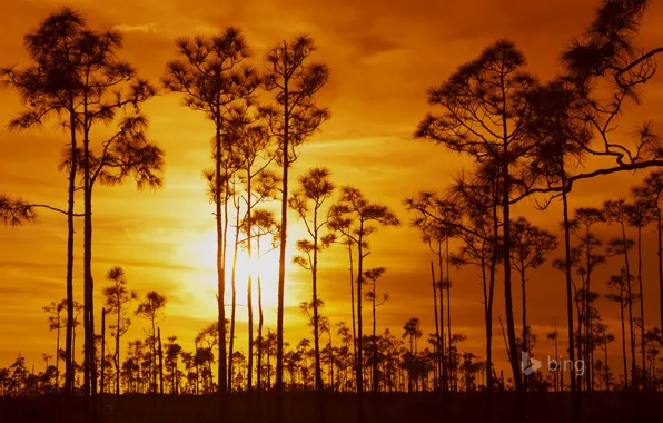 Небо, облака, деревья, закат, Флорида, США, Everglades National Park