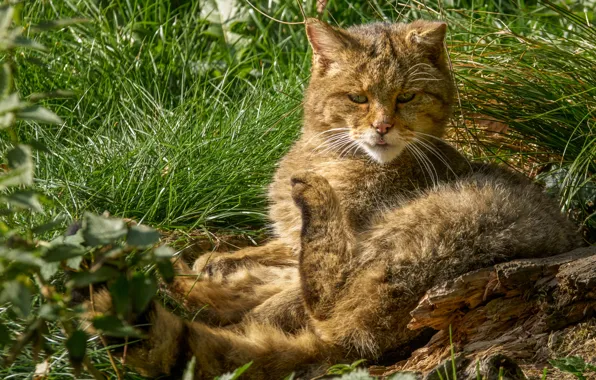 Зелень, язык, кошка, лето, трава, кот, взгляд, поза