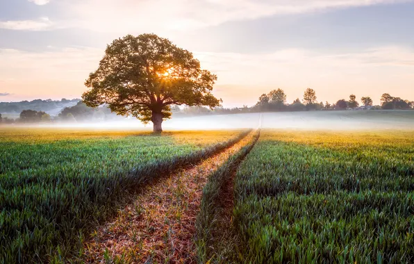 Картинка поле, пейзаж, природа, туман, восход, дерево, Англия, утро