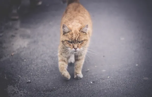 Картинка кот, взгляд, морда, кошак, котяра