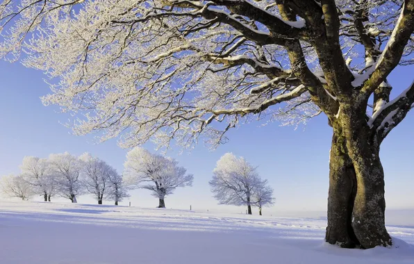 Картинка зима, иней, снег, деревья, Природа