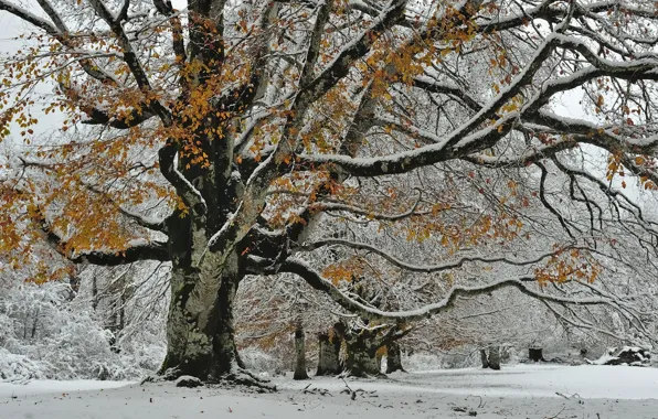 Картинка осень, снег, природа, дерево