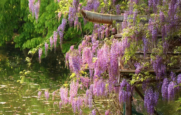 Вода, глициния, вистерия