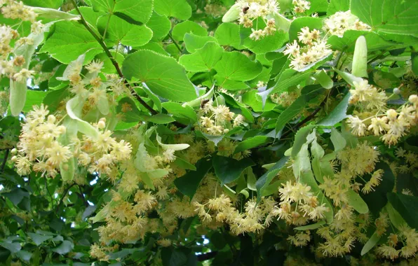 Листья, Ветви, Цветение, Липа