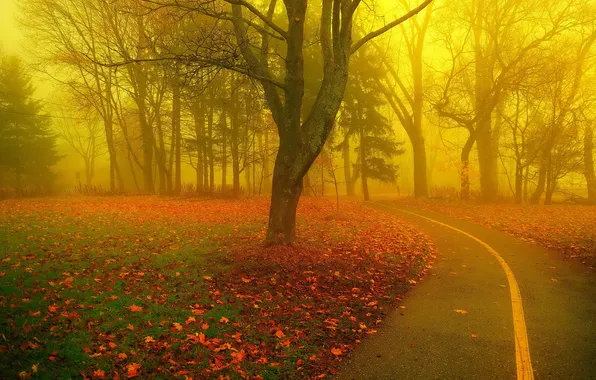 Дорога, осень, свет, деревья, природа, туман, парк, дерево