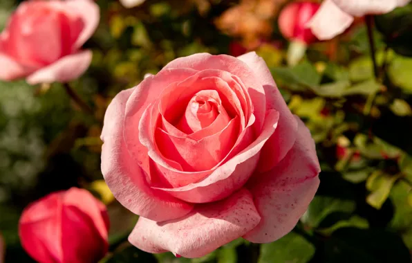 Картинка свет, розы, сад, розовые
