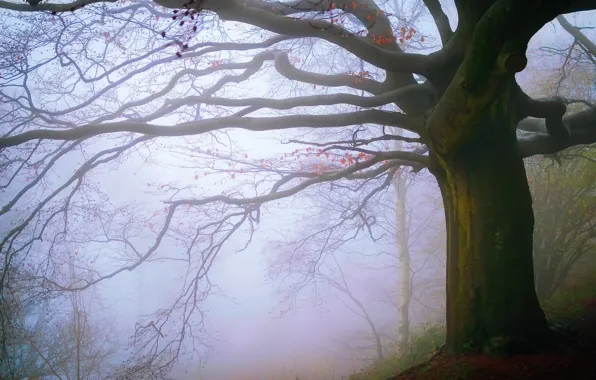 Осень, лес, туман, Англии, Ноябрь, Malvern Hills