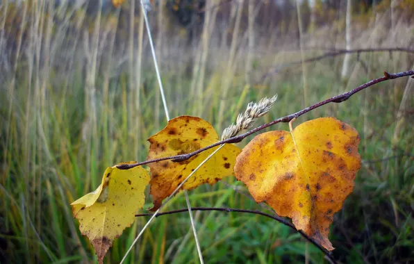 Картинка осень, листья, макро, природа