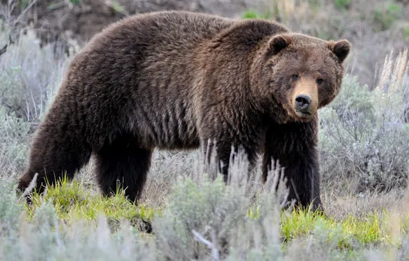 Картинка Yellowstone, Lamar Valley, brown bear
