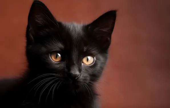 Кошка, кот, взгляд, котенок, черный, портрет, арт, мордашка