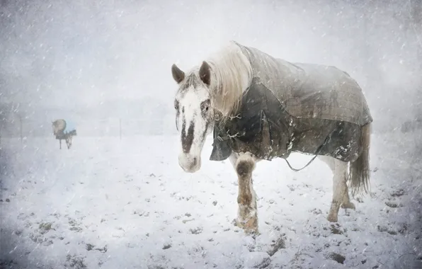 Холод, зима, снег, конь