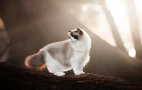 Кошка, кот, взгляд, лучи, свет, ветки, природа, туман
