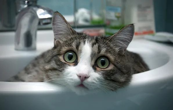 Картинка кот, комната, ванная, умывальник
