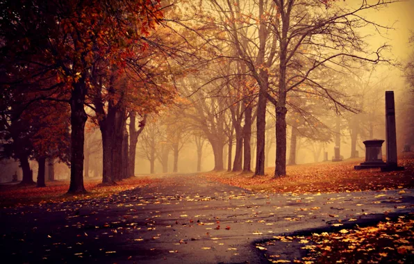 Картинка осень, листья, деревья, туман, парк, пасмурно, дорожки