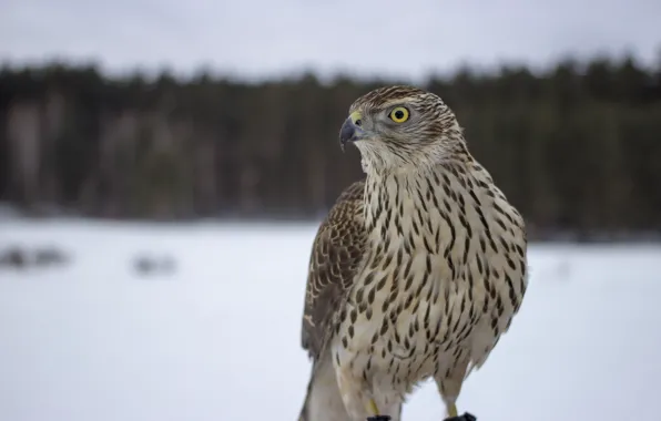 Взгляд, птица, клюв