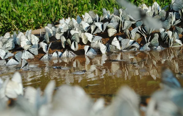 Вода, бабочки, берег водоема