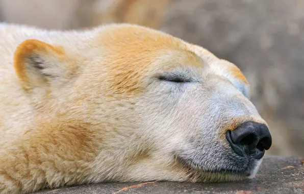 Картинка белый медведь, sleeping polar bear, спящий медведь