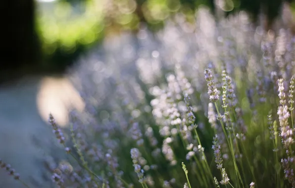 Цветы, лаванда, боке, Lavandula