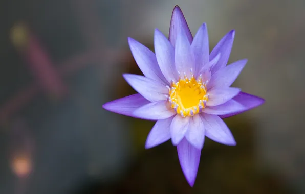 Картинка цветок, вода, пруд, сиреневый, водяная лилия