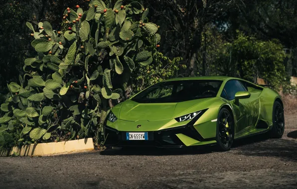 Green, Lamborghini, supercar, cactus, Huracan, Lamborghini Huracan Tecnica