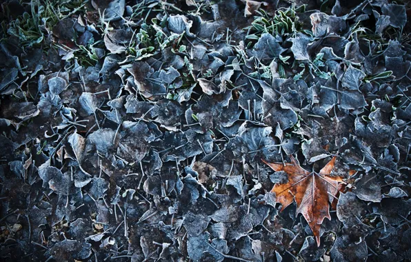 Иней, листья, leaves, frost, alberto bissacco