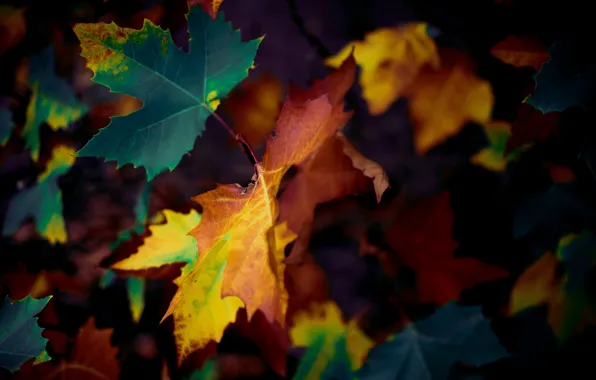 Осень, листья, природа