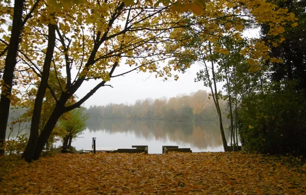 Картинка осень, лес, деревья, озеро, листва, Природа, forest, trees