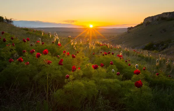 Солнце, лучи, пейзаж, закат, цветы, горы, природа, весна