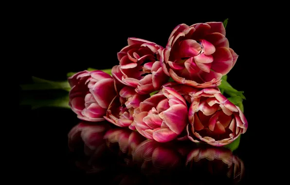 Картинка цветы, отражение, букет, тюльпаны, красные, черный фон