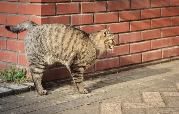 Улица, кошак, полосатый, котяра