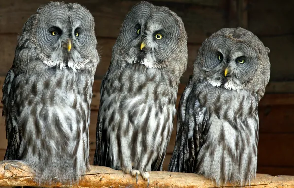 Совы, Lapland Owl, бородатая неясыть, Great Grey Owl, троица