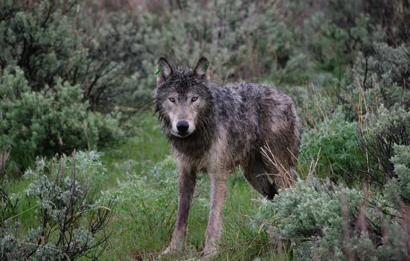 Nature, face, animal, wolf, wildlife, head, fur, mammal