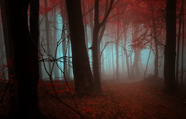 Картинка осень, лес, листья, деревья, оранжевый, красный, туман