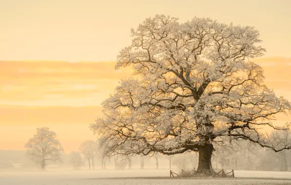 Картинка зима, свет, снег, природа, дерево, утро, Германия, фотограф