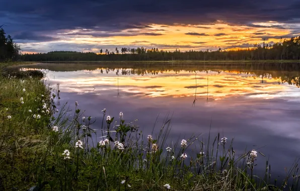 Картинка лето, закат, цветы, природа, река