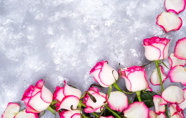 Картинка цветы, розы, лепестки, розовые, white, pink, flowers, beautiful
