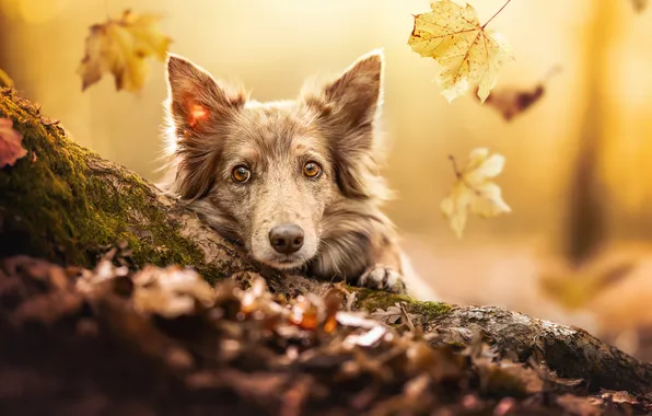Осень, взгляд, морда, листья, собака, Бордер-колли