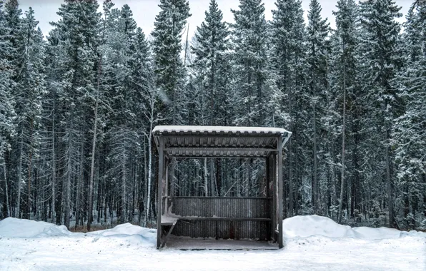 Wood, Winter, Snow, Trees, Cold, Nikita Lebedev, Bus Station