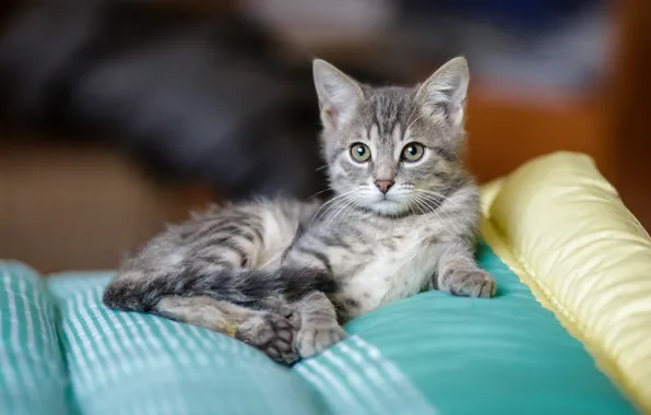 Картинка кошка, взгляд, серый, милая, подушки, мордочка, лежит, котёнок